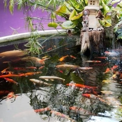 Wetland-Filter-Koi-Pond